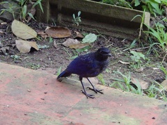Myophonus horsfieldii
