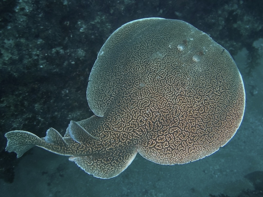 Marbled Electric Eel