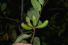 Xylopia pancheri