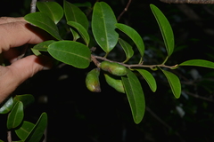 Xylopia pancheri