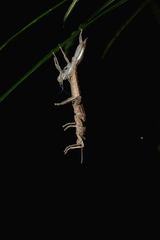 Canachus