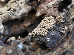 Cribraria argillacea