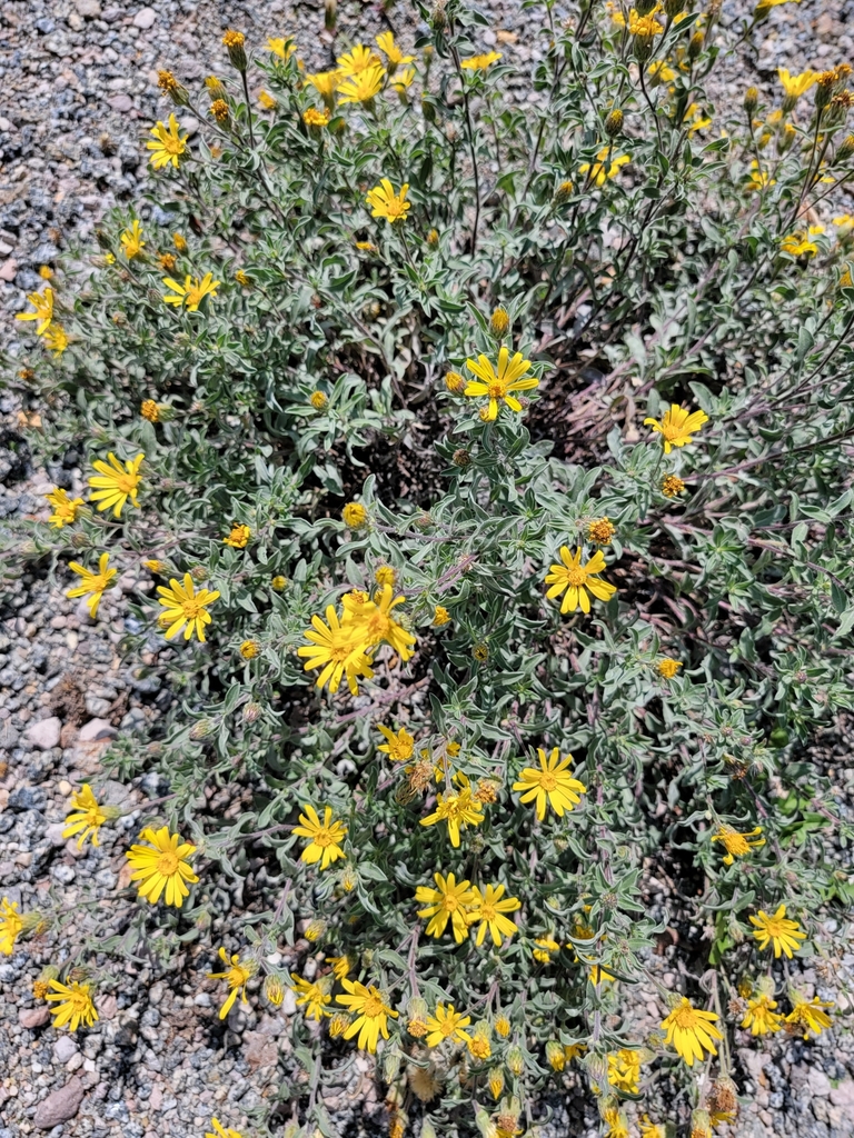 Heterotheca hirsutissima; photograph Rebecca Gimenez Husted, CC BY, iNaturalist via GBIF
