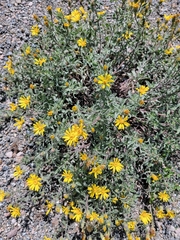 Heterotheca hirsutissima