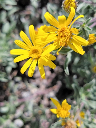 Heterotheca hirsutissima, photograph 1