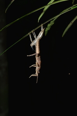 Canachus