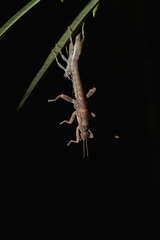 Canachus