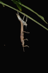 Canachus