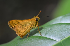 Hesperiidae