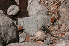 Sceloporus sugillatus