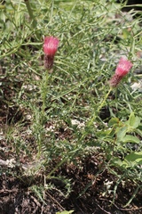 Cirsium arizonicum arizonicum