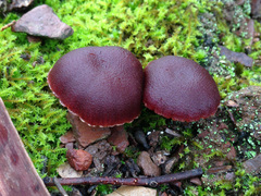 Tubaria rufofulva