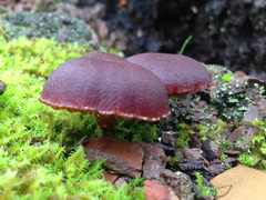 Tubaria rufofulva