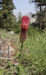 Cirsium arizonicum arizonicum