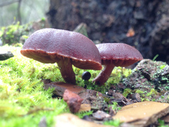 Tubaria rufofulva