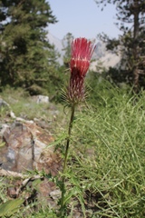 Cirsium arizonicum arizonicum