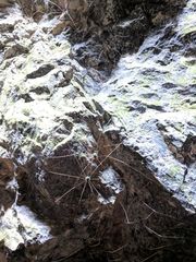 Leiobunum viridorsum