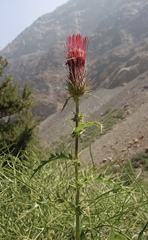 Cirsium arizonicum arizonicum