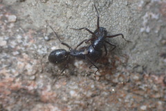 Camponotus laevigatus