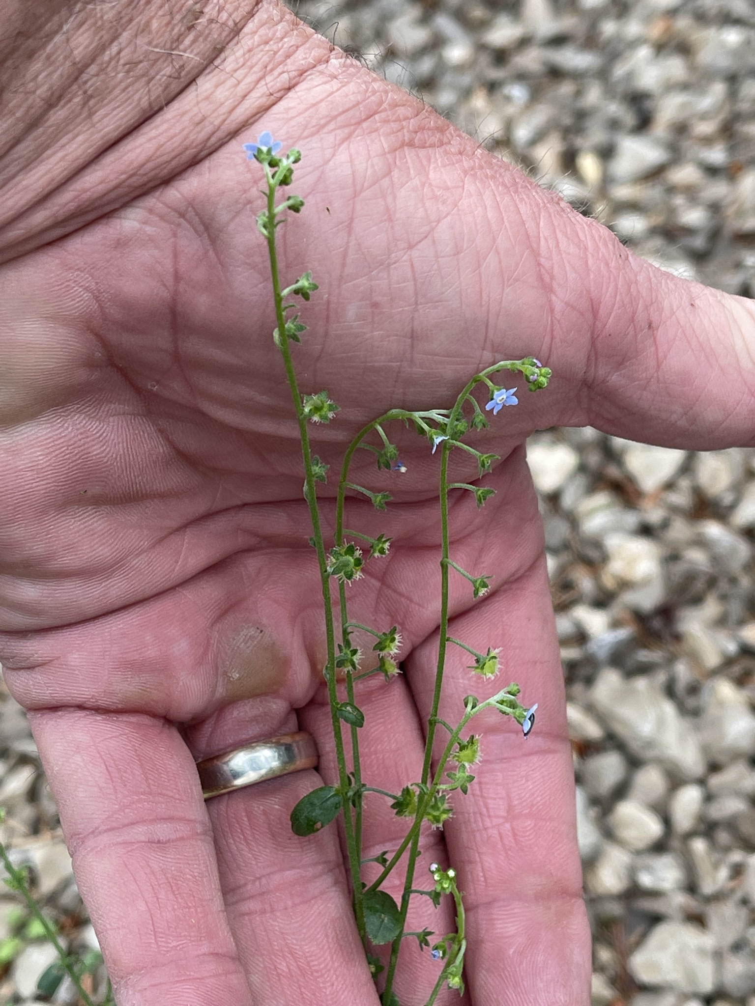 Bessey's Stickseed (Hackelia besseyi)