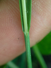 Poa cusickii