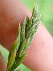 Poa cusickii
