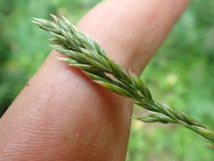 Poa cusickii