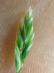 Poa cusickii