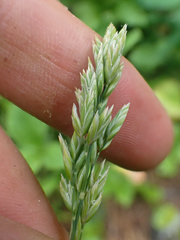 Poa cusickii