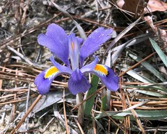 Iris verna