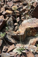 Eriogonum latens