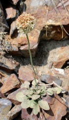 Eriogonum latens