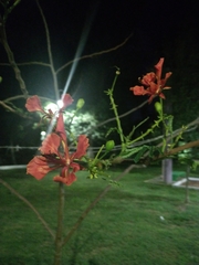 Delonix regia