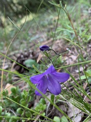 Campanula parryi