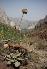 Eriogonum latens