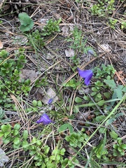 Campanula parryi