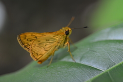 Hesperiidae