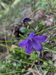 Campanula parryi