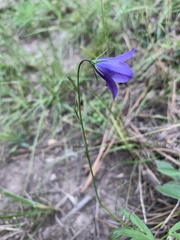 Campanula parryi
