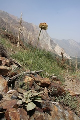 Eriogonum latens