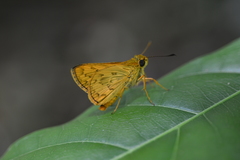 Hesperiidae