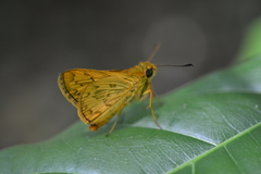 Hesperiidae