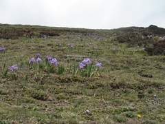 Iris kemaonensis