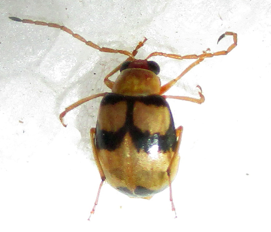 Monolepta ephippiatoides