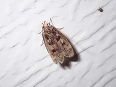 Martyringa latipennis