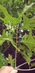 Quercus texana