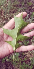 Quercus texana