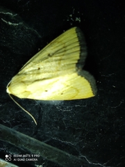 Marimatha nigrofimbria