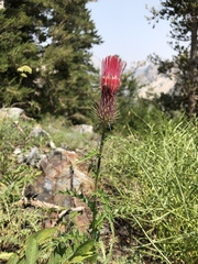 Cirsium arizonicum arizonicum