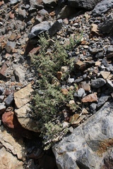Galium hypotrichium
